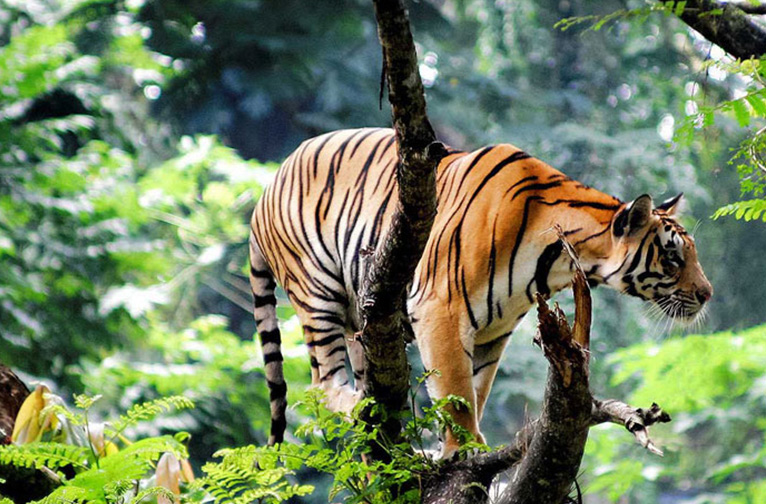 Arunachal