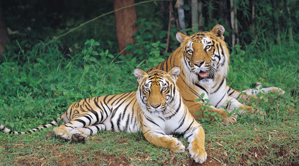 Meghalaya Tour