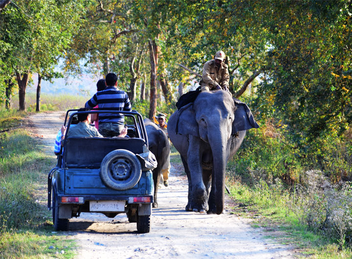 Wildlife Holidays